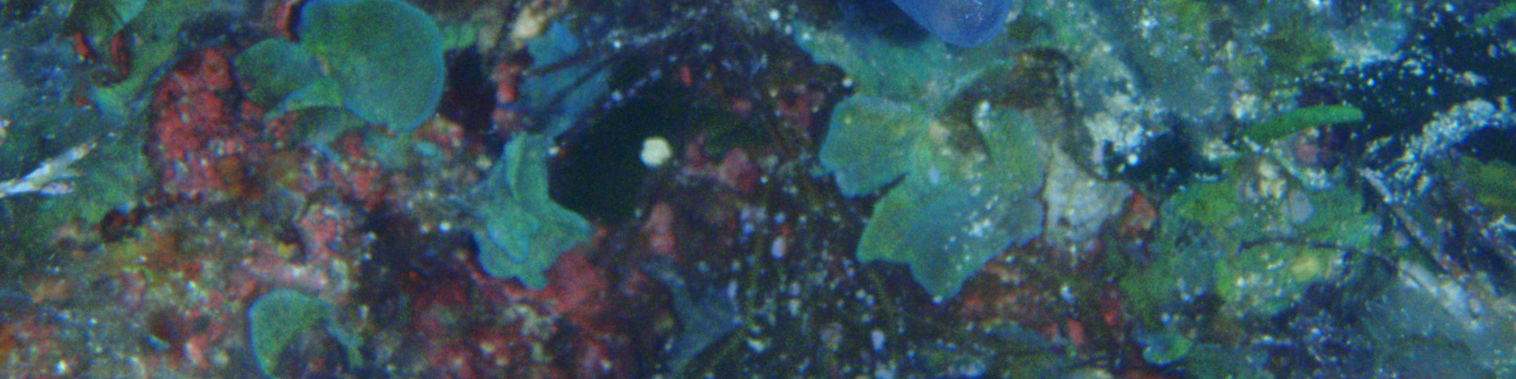 羅得島PADI高氧空氣潛水體驗（PADI五星級IDC度假村）