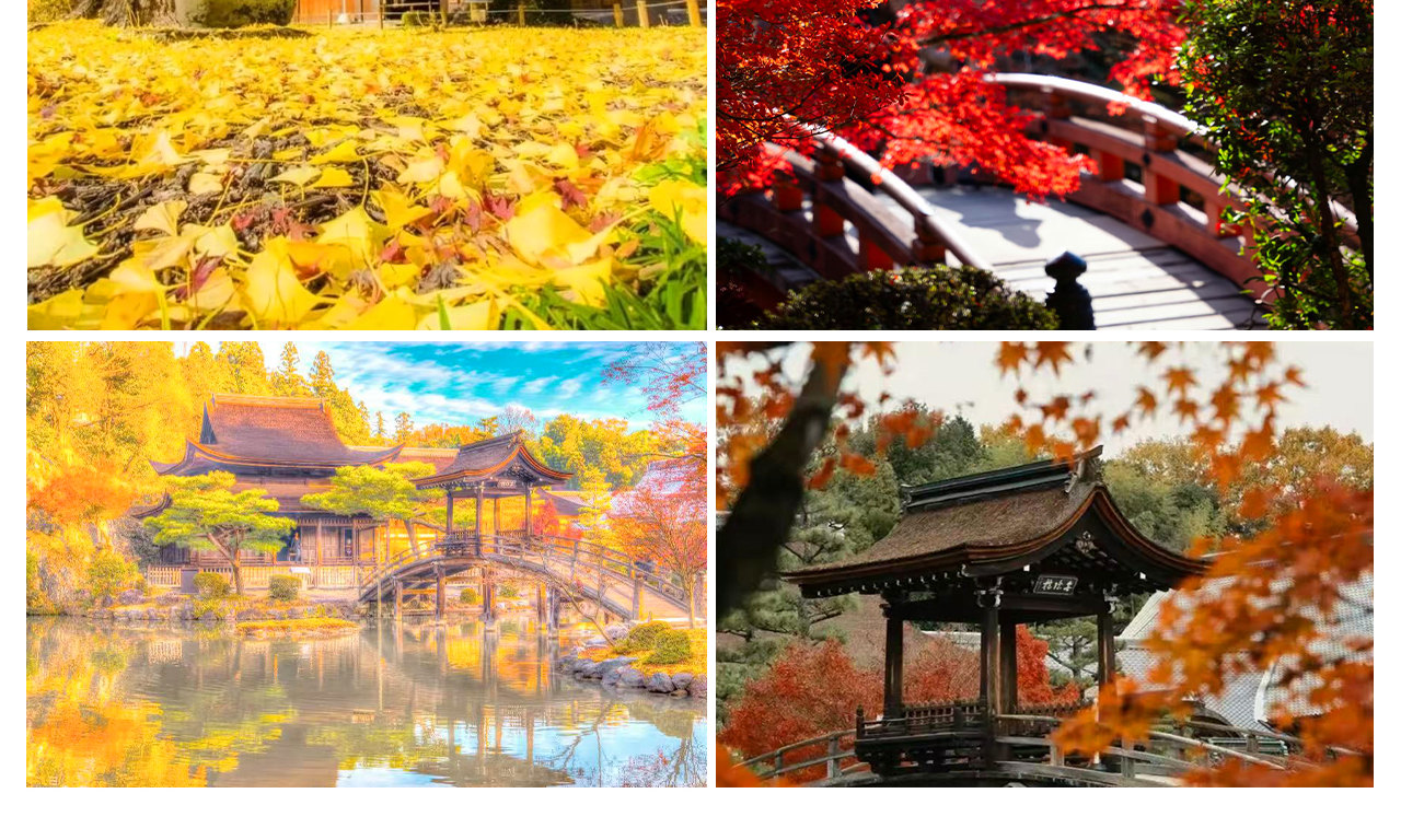 寺內有樹齡七百年的古老巨銀杏與絢爛紅楓相映成趣,是 “飛驒美濃紅葉 33 選” 之一,寺廟建築與秋景倒影在湖面上,色彩層次豐富,古意盎然 寺內有樹齡七百年的古老巨銀杏與絢爛紅楓相映成趣,是 “飛驒美濃紅葉 33 選” 之一,寺廟建築與秋景倒影在湖面上,色彩層次豐富,古意盎然