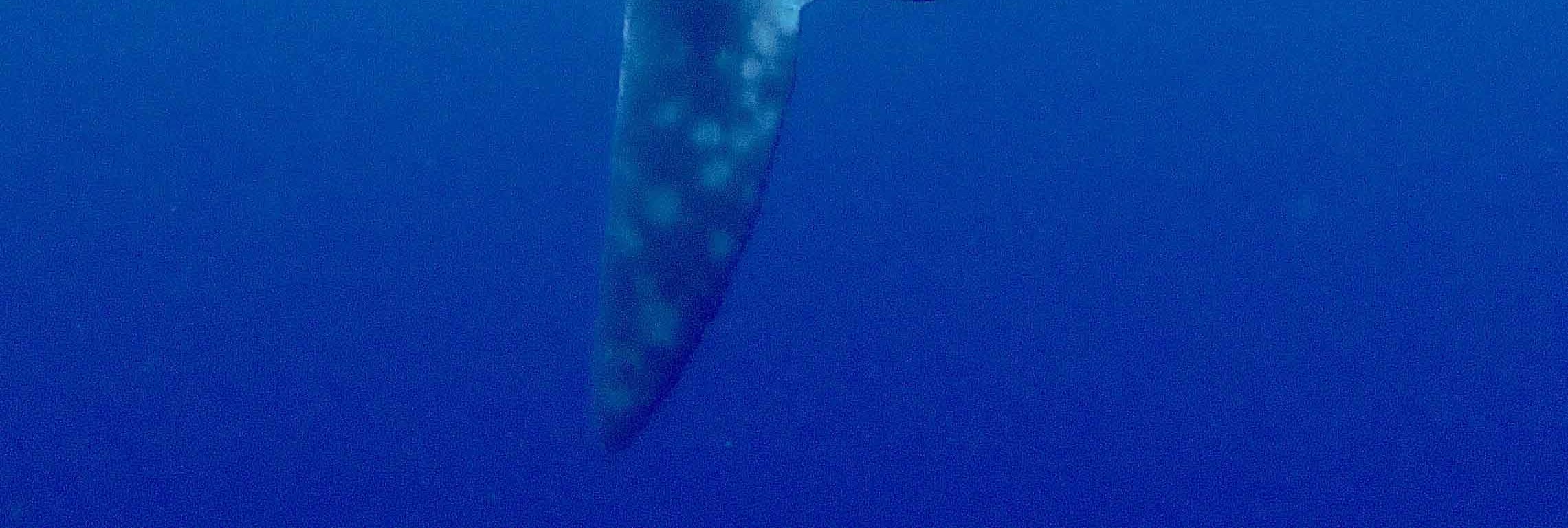潛入珀尼達島：與 PADI 中心一起進行 2 次潛水探索水肺潛水