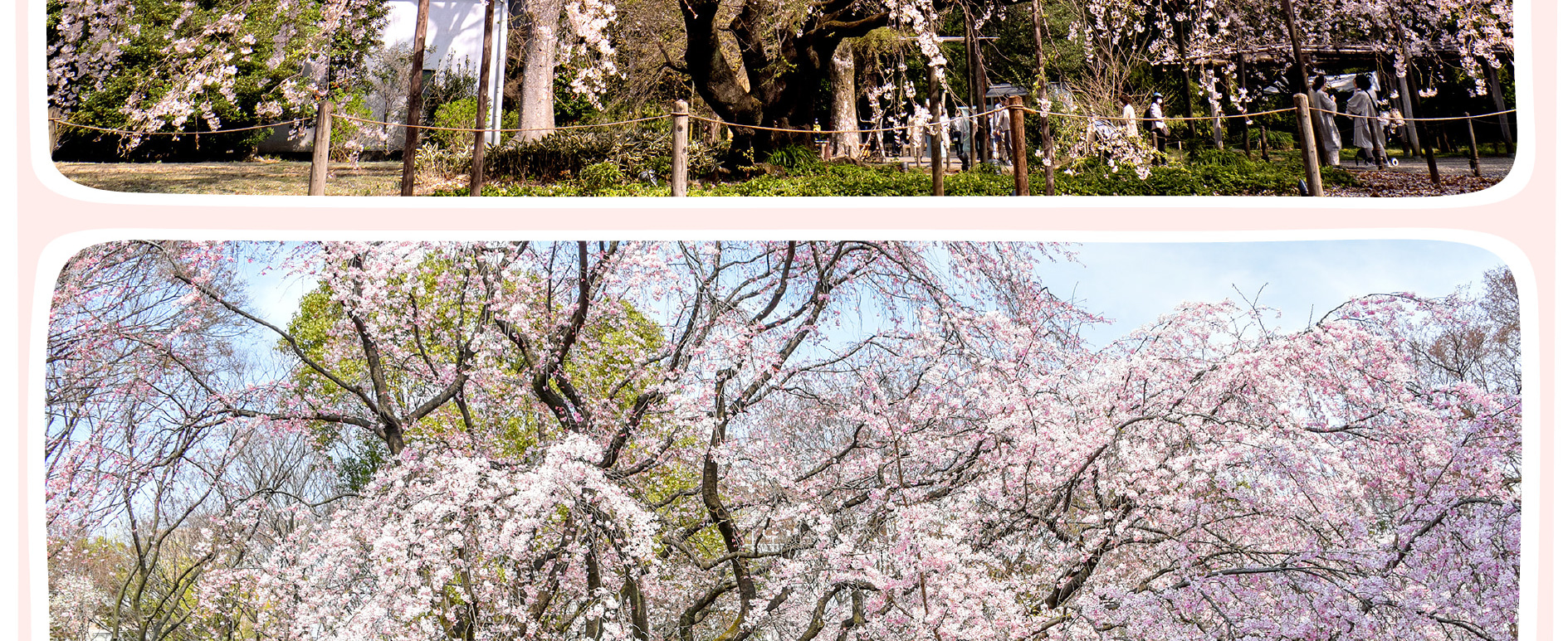 東京櫻花特輯：昭和紀念公園/六義園/飛鳥山