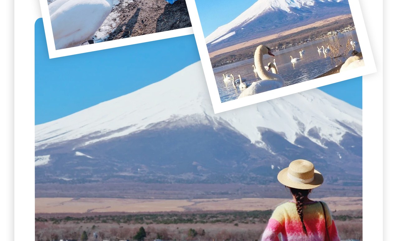 山中湖白鳥濱是位於日本富士山附近的一個著名旅遊景點，以其優美的自然風光和富士山的美景而聞名。可以在山中湖白鳥濱餵食野生白天鵝，或者在湖畔的棧橋上散步，遠眺富士山。而且是拍攝富士山的好地點，尤其是日出和日落時分，景色尤為壯觀。