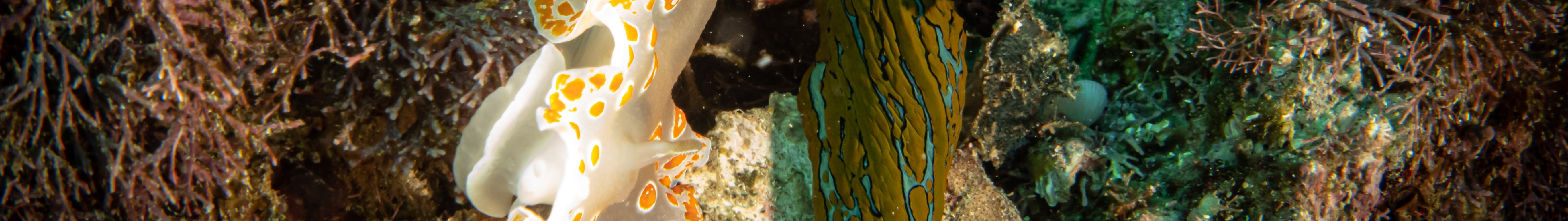 Macro Lover Dive Package