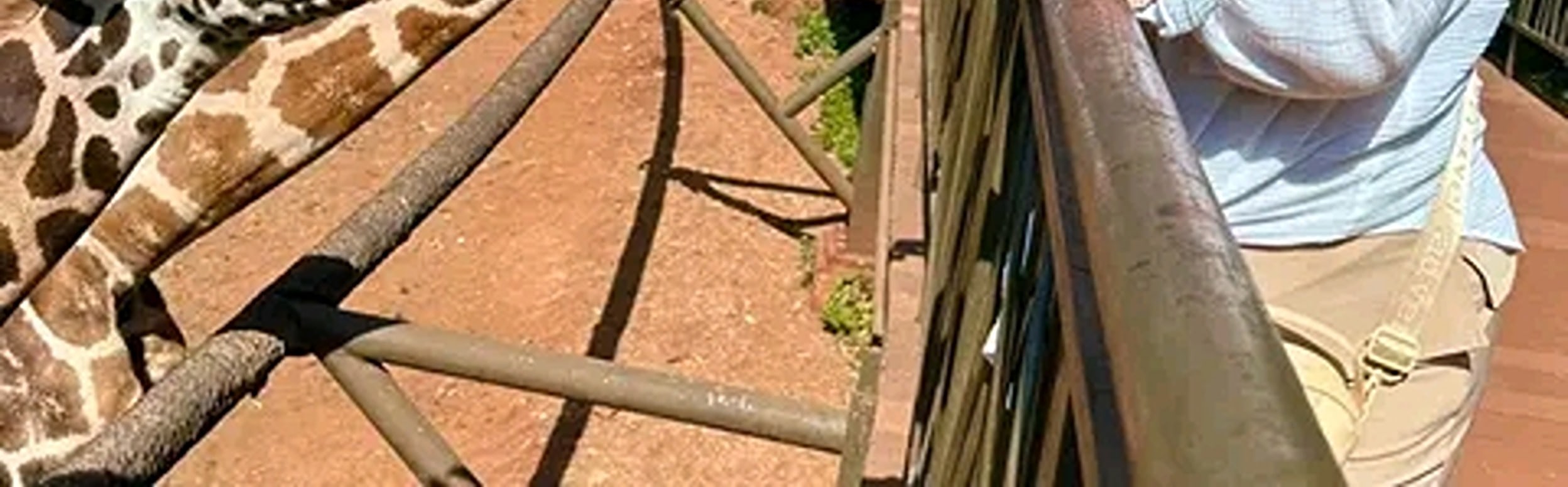 Mombasa: Giraffes Feeding Experience At Haller Park. 