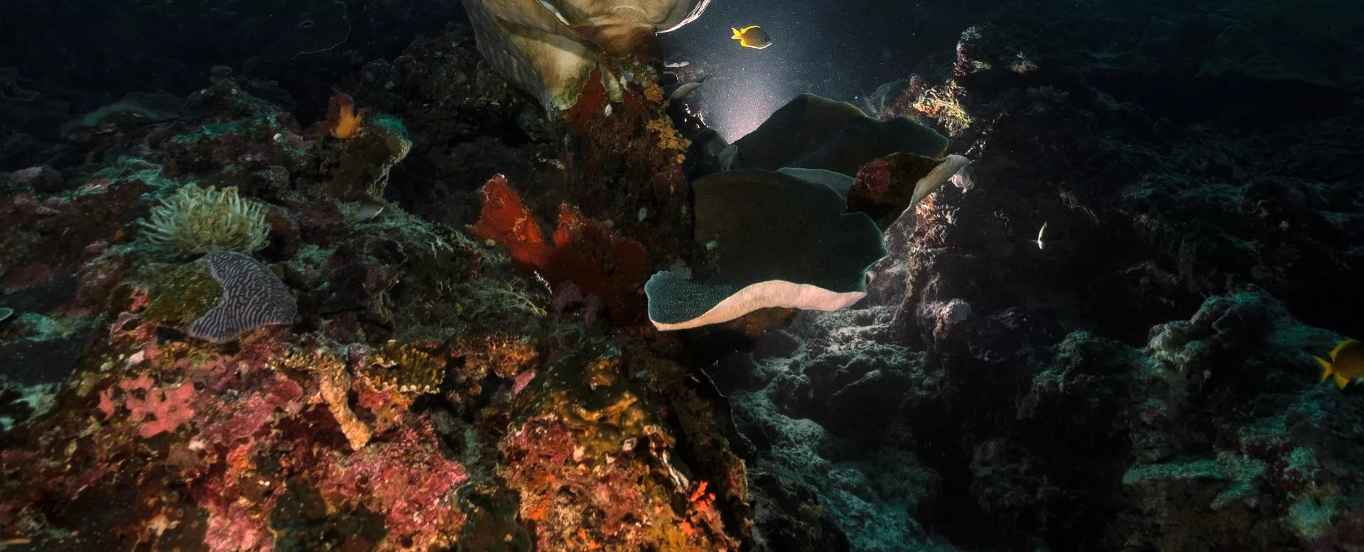 墨寶 PADI 五星潛水中心高氧空氣潛水員線上課程