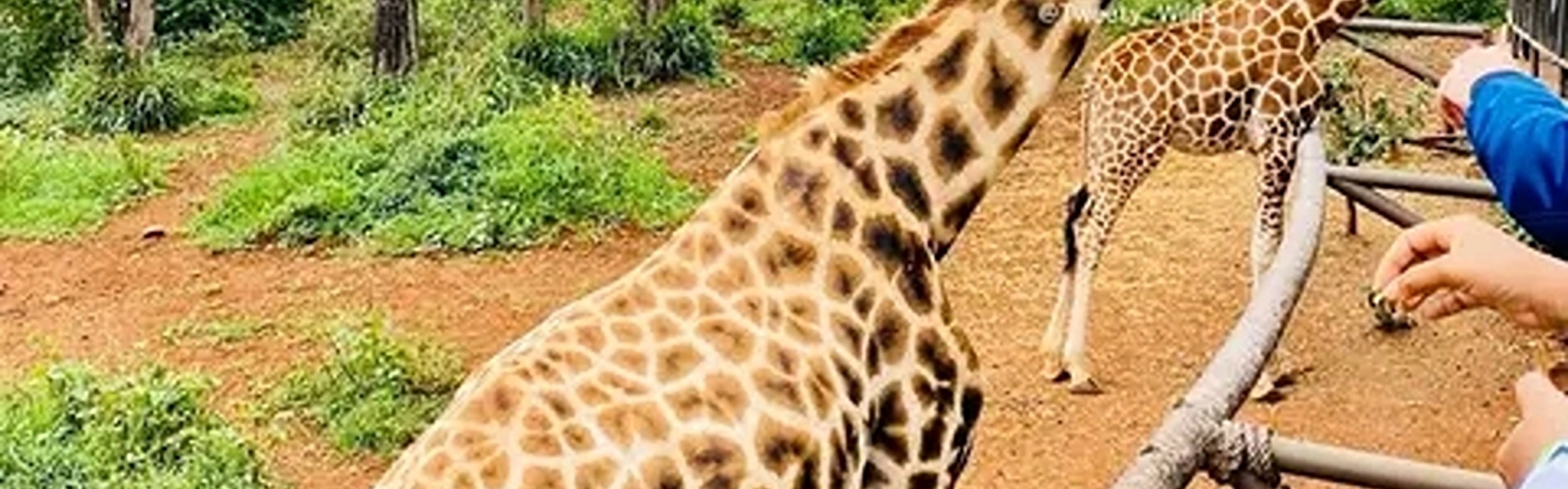 Mombasa: Giraffes Feeding Experience At Haller Park. 