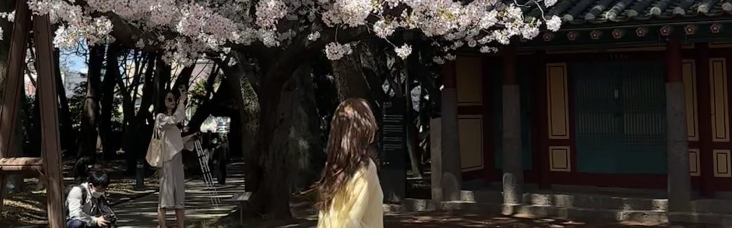濟州賞櫻及草莓採摘小團一日遊