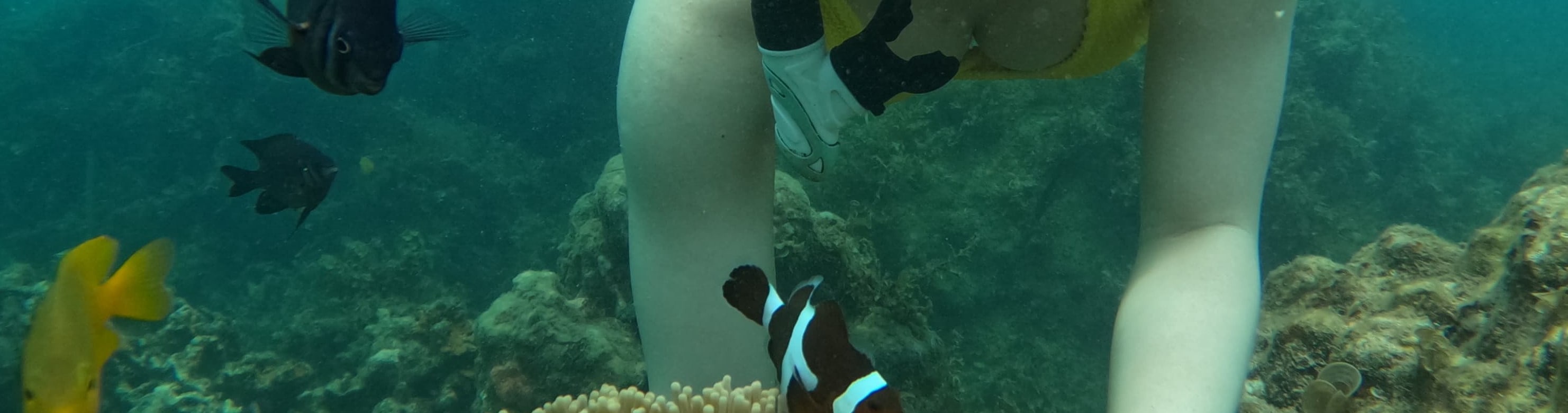 參加難忘的浮潛之旅,探索民丹島清澈碧綠海水下的美麗世界 參加難忘的浮潛之旅,探索民丹島清澈碧綠海水下的美麗世界