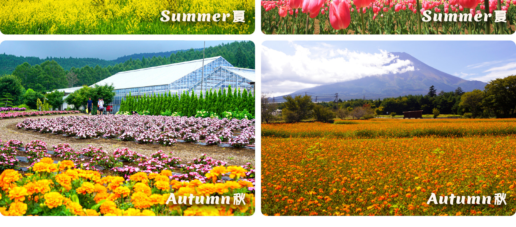 在山中湖花之都公園體驗四季鮮花之美，飽覽富士山的壯麗景色。