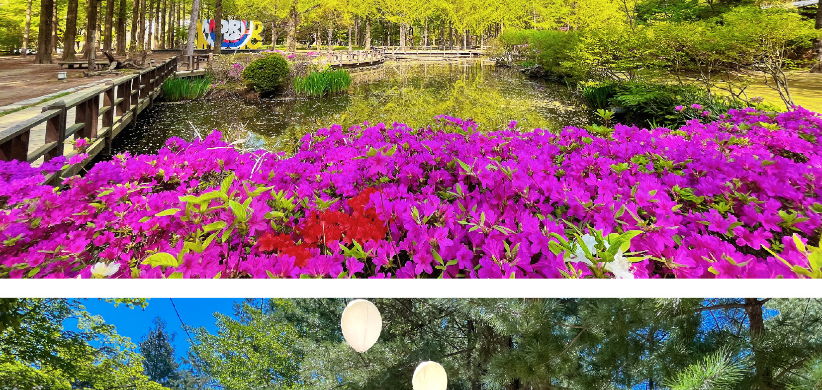 南怡島＆雪嶽山一日遊（首爾出發）