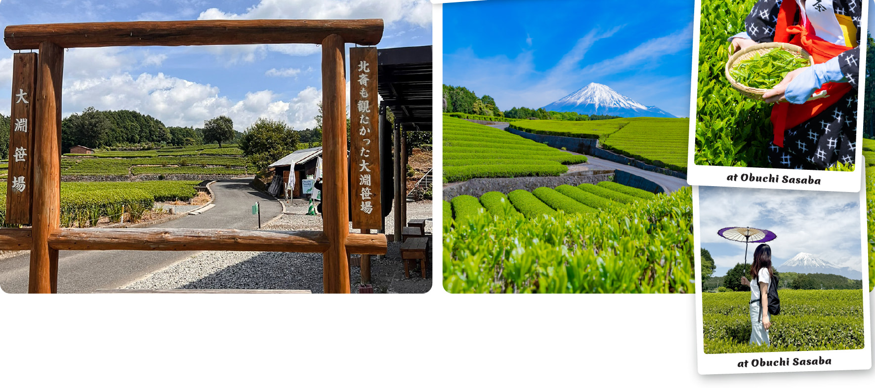 在風景如畫的大淵笹場茶園,品味寧靜,遠眺富士山! 在風景如畫的大淵笹場茶園,品味寧靜,遠眺富士山!