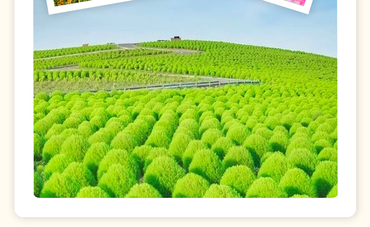 國營常陸海濱公園，秋天，波波草（掃帚草）和大波斯菊被染成了絢麗的紅色，如火如荼，美不勝收