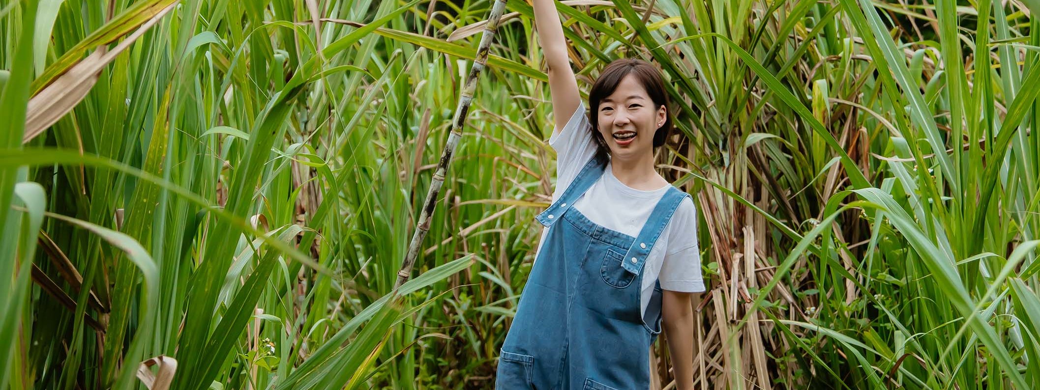 甘蔗農事體驗:當農夫採收製糖甘蔗,認識甘蔗的生長與知識,體驗如何採收、整理及清洗,最後享受別處喝不到的製糖品種甘蔗汁喔~! 甘蔗農事體驗:當農夫採收製糖甘蔗,認識甘蔗的生長與知識,體驗如何採收、整理及清洗,最後享受別處喝不到的製糖品種甘蔗汁喔~!