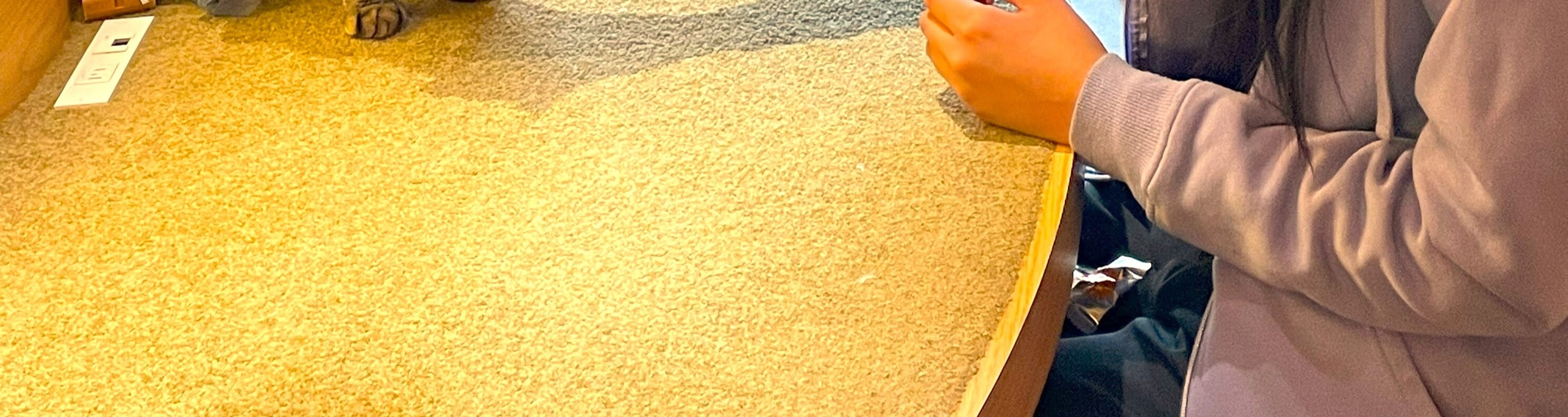 在貓咪咖啡廳。