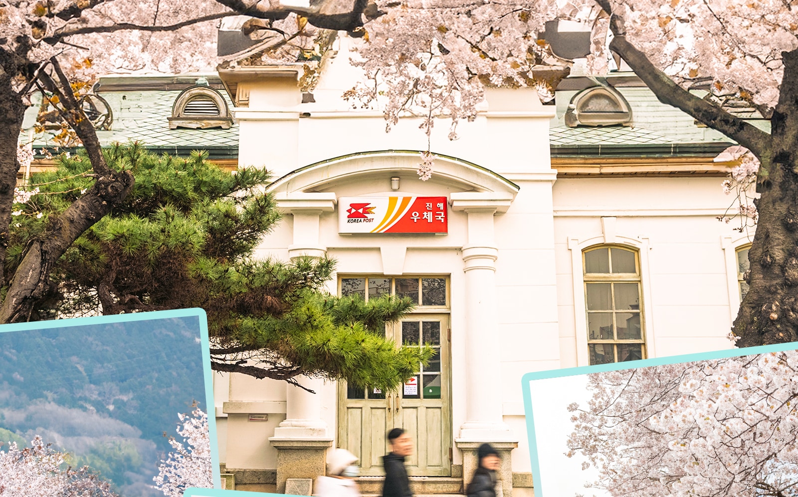 鎮海軍港櫻花節之旅 - 僅限英語