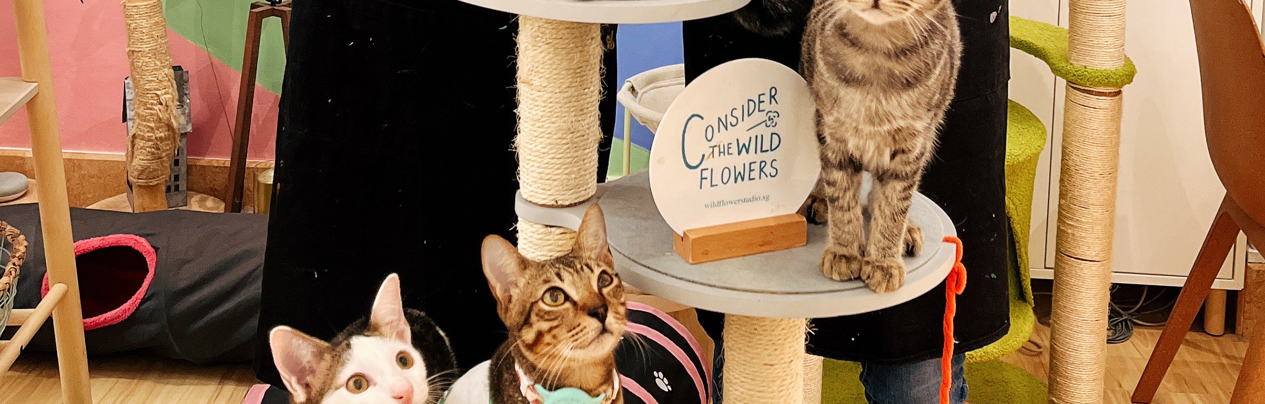 新加坡Wildflower Studio貓咖體驗