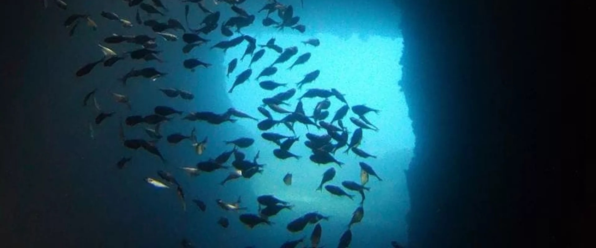 愛妮島 PADI 潛水中心進階潛水課程