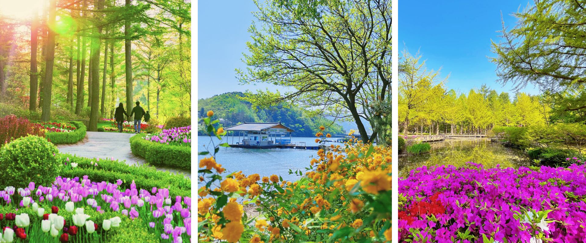 📸春賞櫻花，夏觀綠意，秋賞金葉，冬賞雪景——南怡島從不讓人失望。