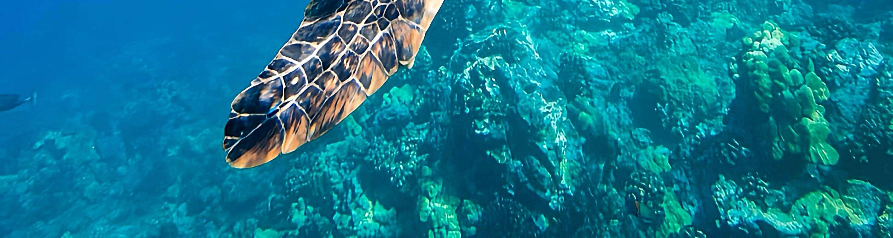 Mystic Siquijor Adventure: Falls, Cliffs & Underwater Thrills in a F