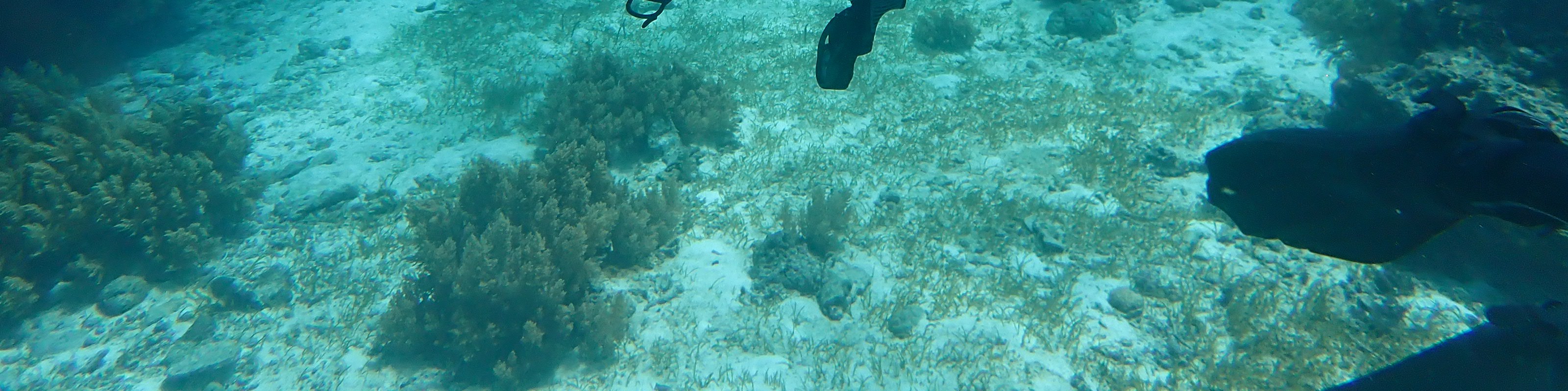 薄荷島PADI開放水域潛水員體驗（PADI五星級潛水中心）