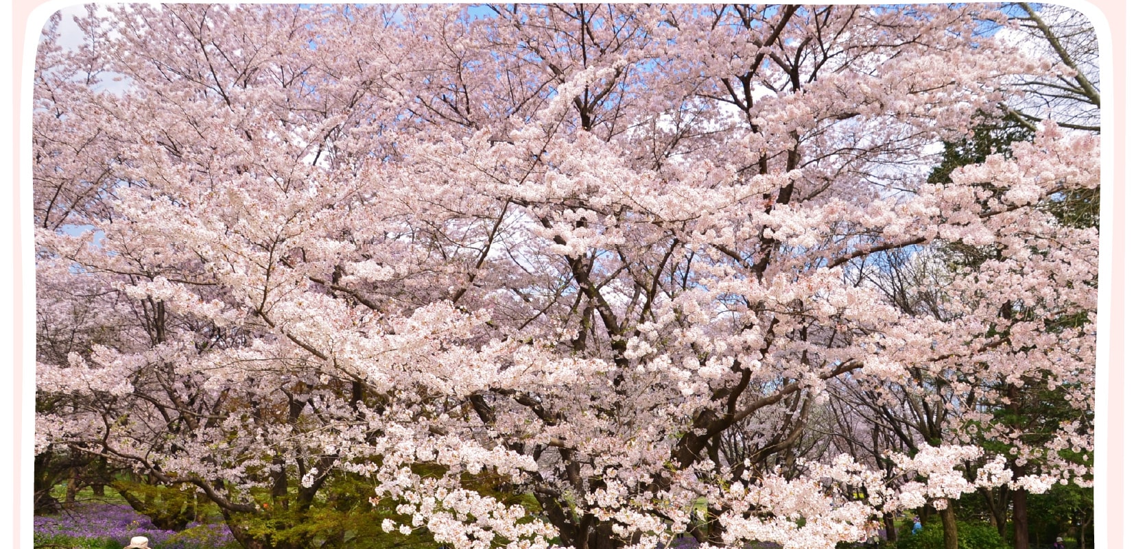 東京櫻花特輯：昭和紀念公園/六義園/飛鳥山
