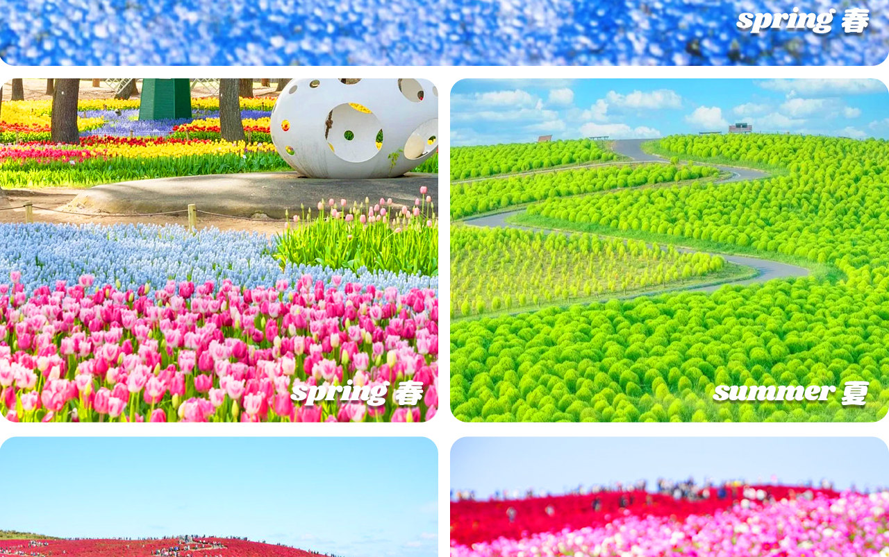國營常陸海濱公園——四季花海交織的夢幻樂園,以粉蝶花與掃帚草聞名,是日本人氣極高的賞花聖地。 國營常陸海濱公園——四季花海交織的夢幻樂園,以粉蝶花與掃帚草聞名,是日本人氣極高的賞花聖地。