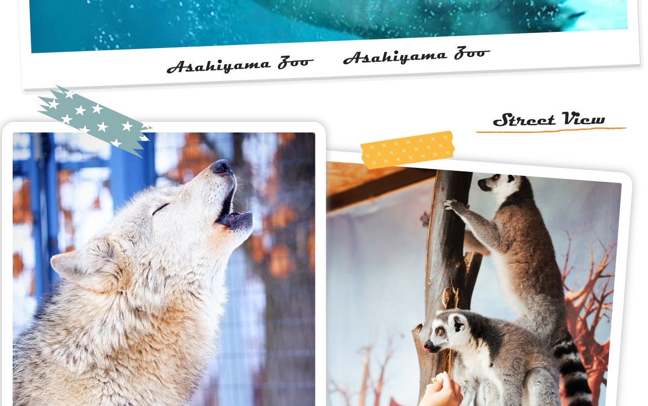 北海道旭山動物園以“讓動物展現自然行為”的沉浸式展示聞名，是日本最具特色的人氣動物園之一。冬季還有企鵝散步等限定表演哦~