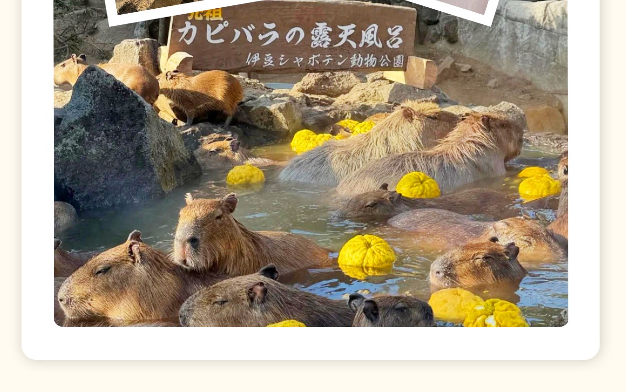 火山腳下的童話綠洲。日本最大規模的沙生植物樂園