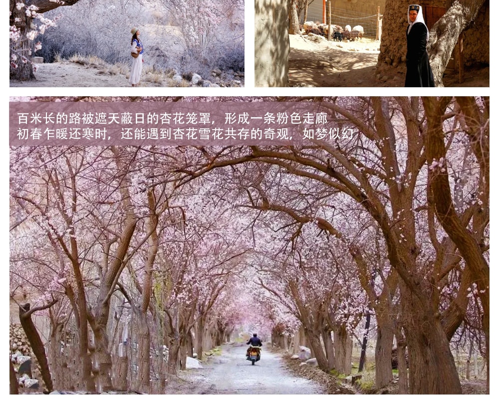 新疆南疆杏花私家7日（不周山野奢營地+日照金山+白沙湖觀景愛帕民宿+塔爾鄉杏花村+木吉冰火幻境+盤龍古道+慕士塔格4號冰川+雪柳樹洞）