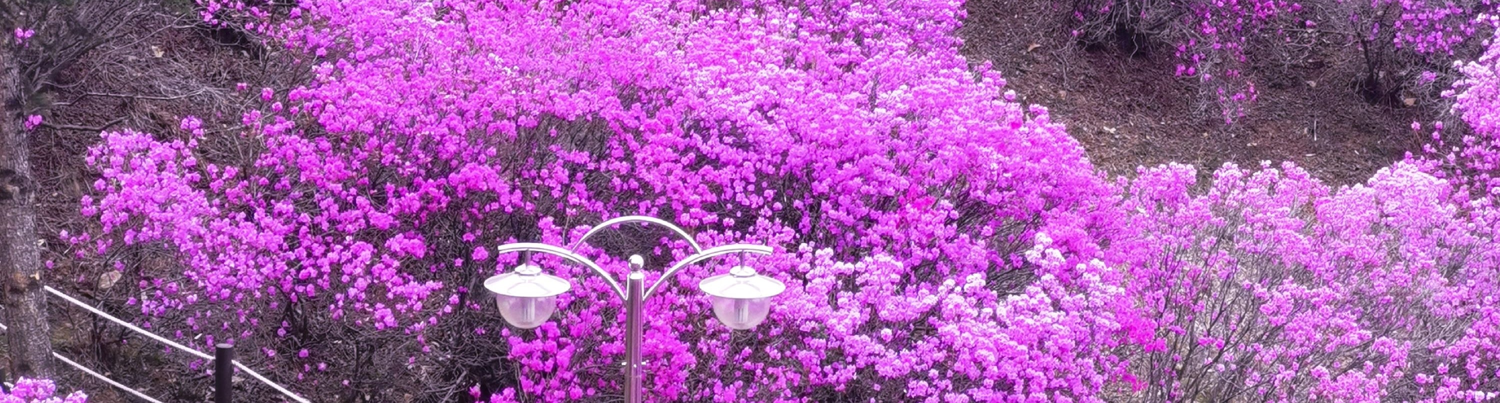 欣賞薰衣草、紫藤、丁香等花田，它們全都呈現出令人驚歎的紫色色調。這景象一定會讓你心花怒放！🌷