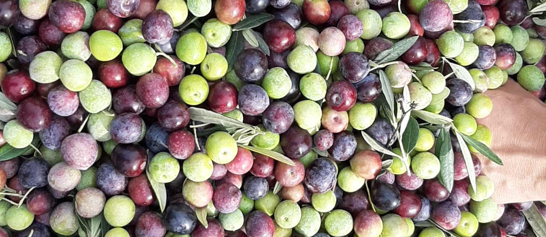 Olives