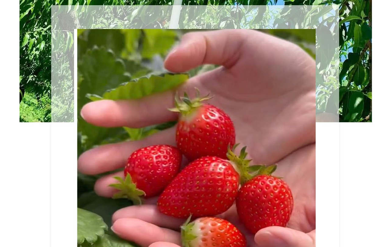 原田農園位於群馬縣,是親子家庭和水果愛好者的熱門打卡地。園區一年四季種植多種水果:春天採草莓,夏天櫻桃,秋天蘋果,冬天草莓依舊可採。遊客可以親手採摘新鮮水果,即摘即吃,甜美多汁,體驗農園樂趣。 原田農園位於群馬縣,是親子家庭和水果愛好者的熱門打卡地。園區一年四季種植多種水果:春天採草莓,夏天櫻桃,秋天蘋果,冬天草莓依舊可採。遊客可以親手採摘新鮮水果,即摘即吃,甜美多汁,體驗農園樂趣。