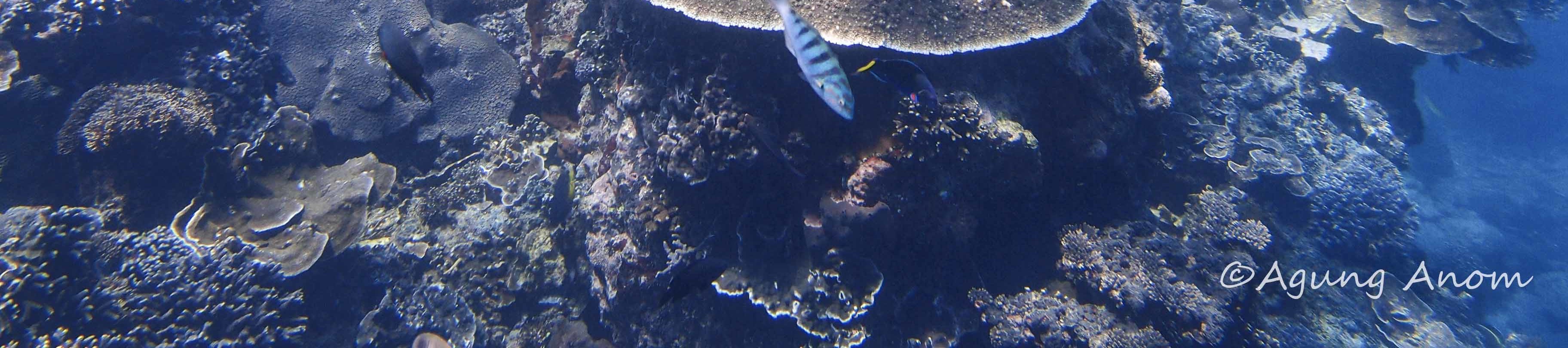 藍夢島水肺潛水體驗（PADI五星級潛水中心）