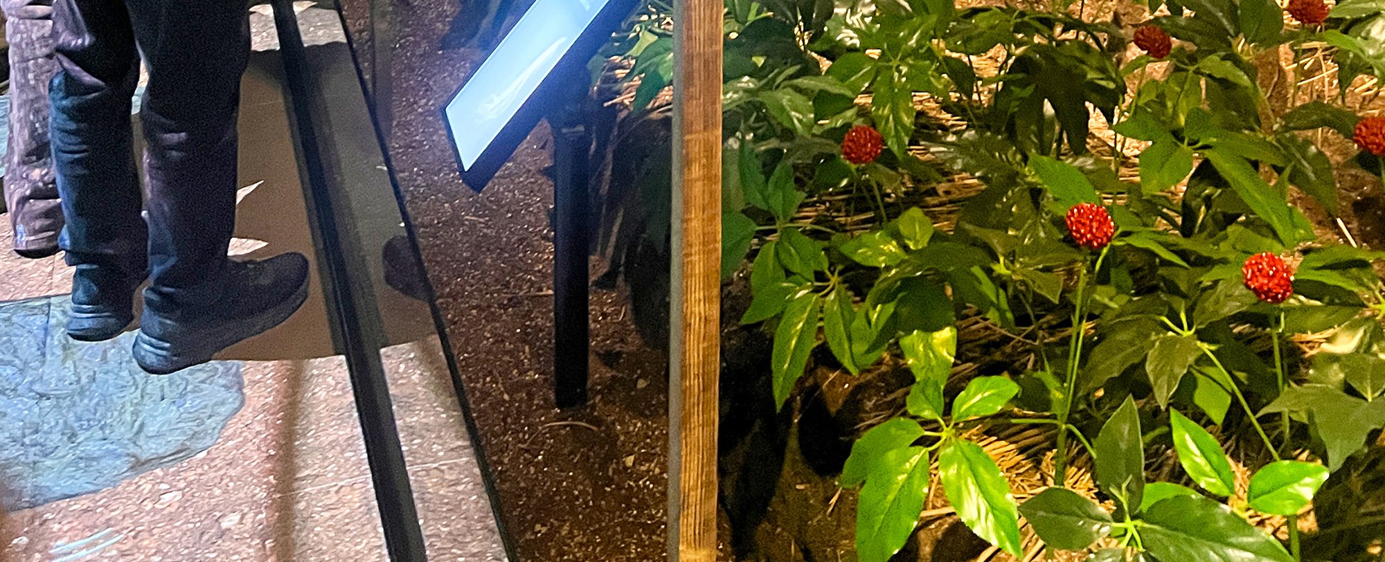 🏛️ 透過美食了解文化——在人參博物館探索其歷史。