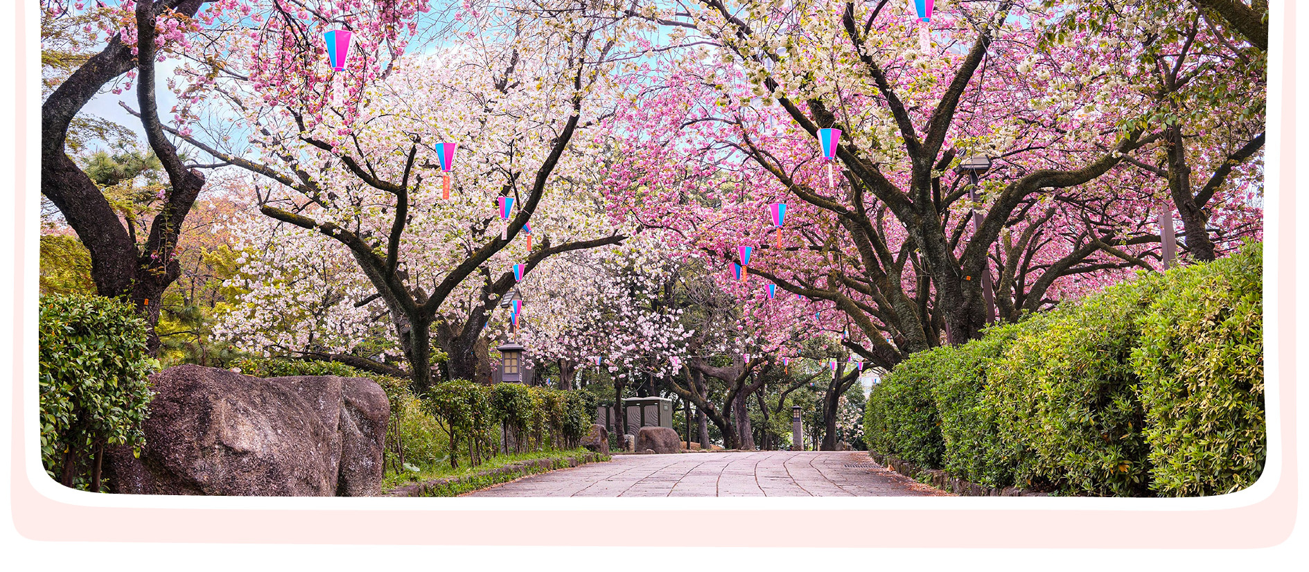 東京櫻花特輯：昭和紀念公園/六義園/飛鳥山