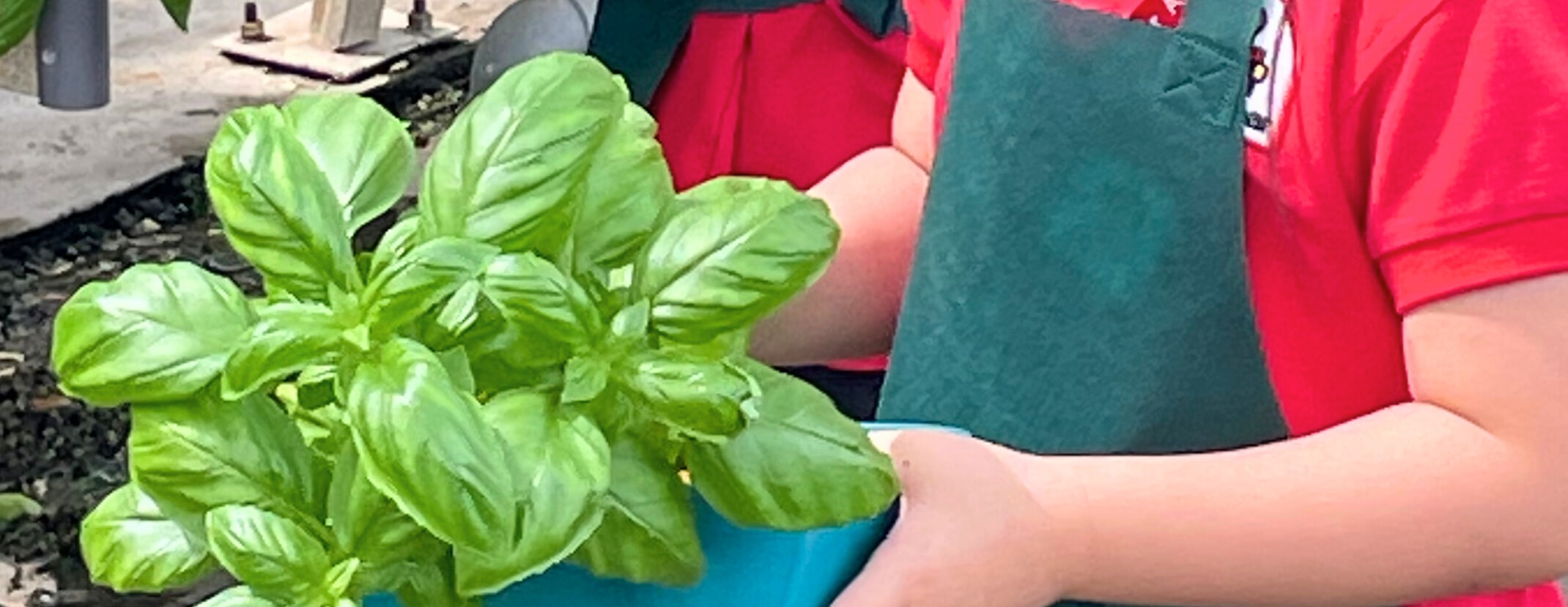 Learn how to select and harvest your own fresh basil plant in our hydroponics greenhouse