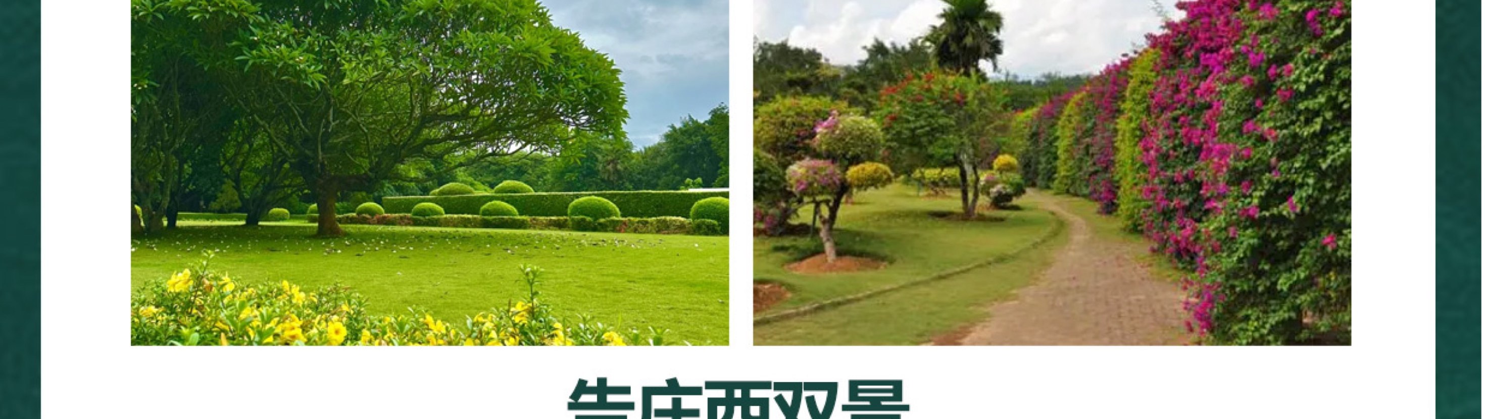 雲南西雙版納五天四晚跟團遊（大佛寺+總佛寺+曼聽公園+野象谷+原始森林公園+告莊夜市，寺院祈福+賞花+傣族風味餐）