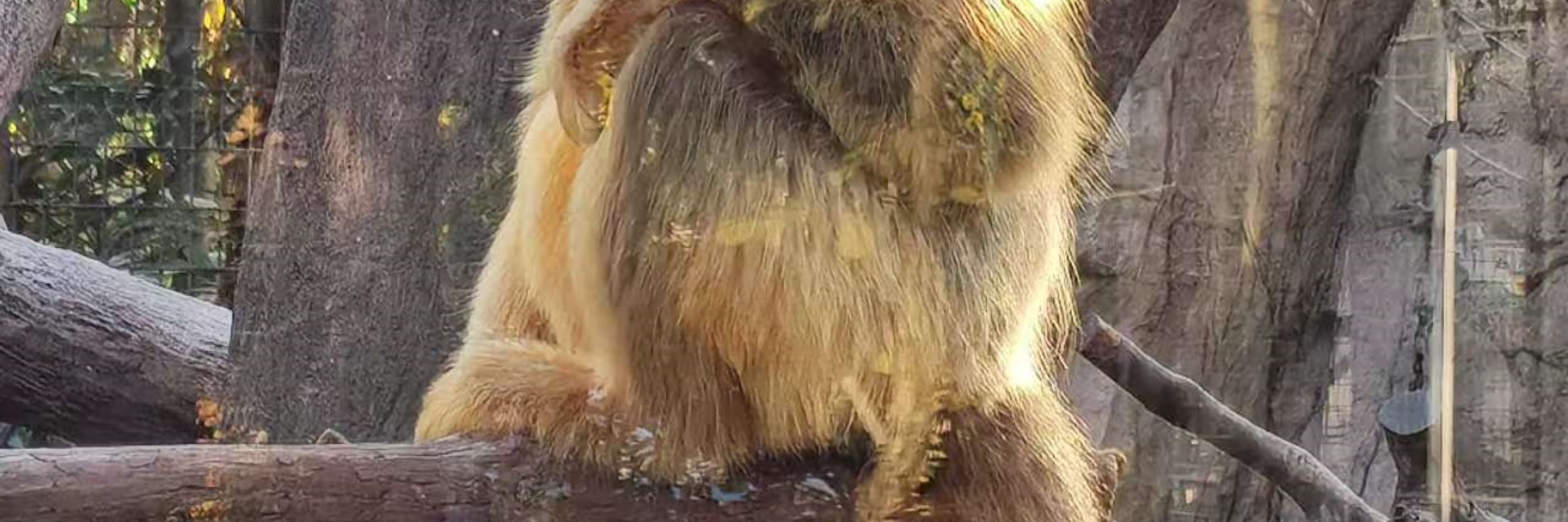 上海水鄉朱家角上海動物園大熊貓一日遊 私人導覽