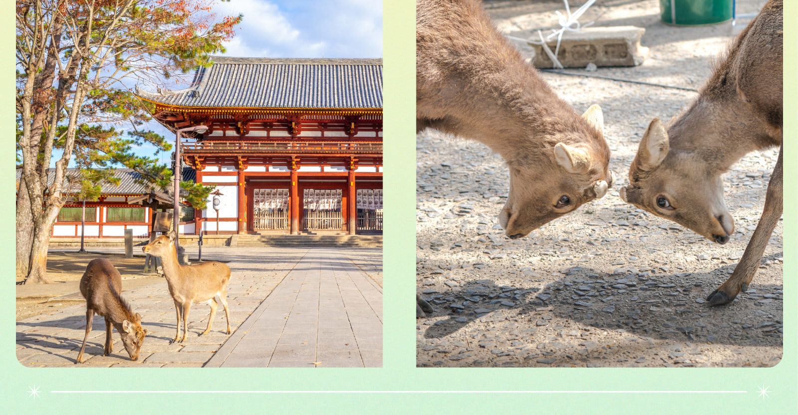 【大阪打卡熱點】勝尾寺 x 箕面瀑布 x 嵐山竹林 x 東大寺一日遊