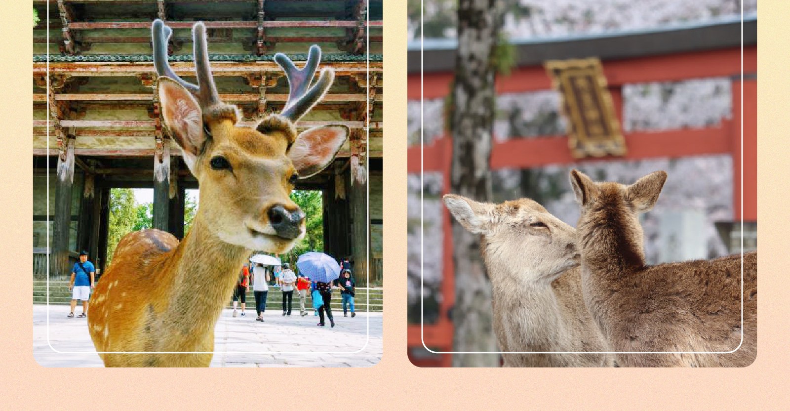 京阪一日遊：嵐山竹林 & 八坂神社 & 花見小路 & 奈良公園 & 東大寺｜大阪出發 