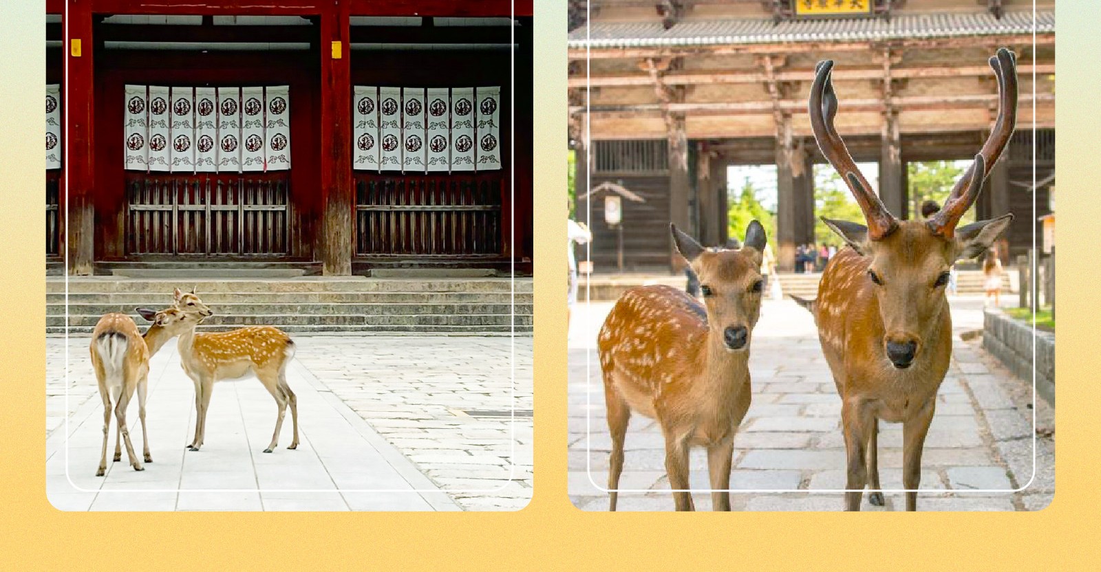 和歌山城x黑潮市場x奈良神鹿公園x東大寺一日遊(大阪出發)