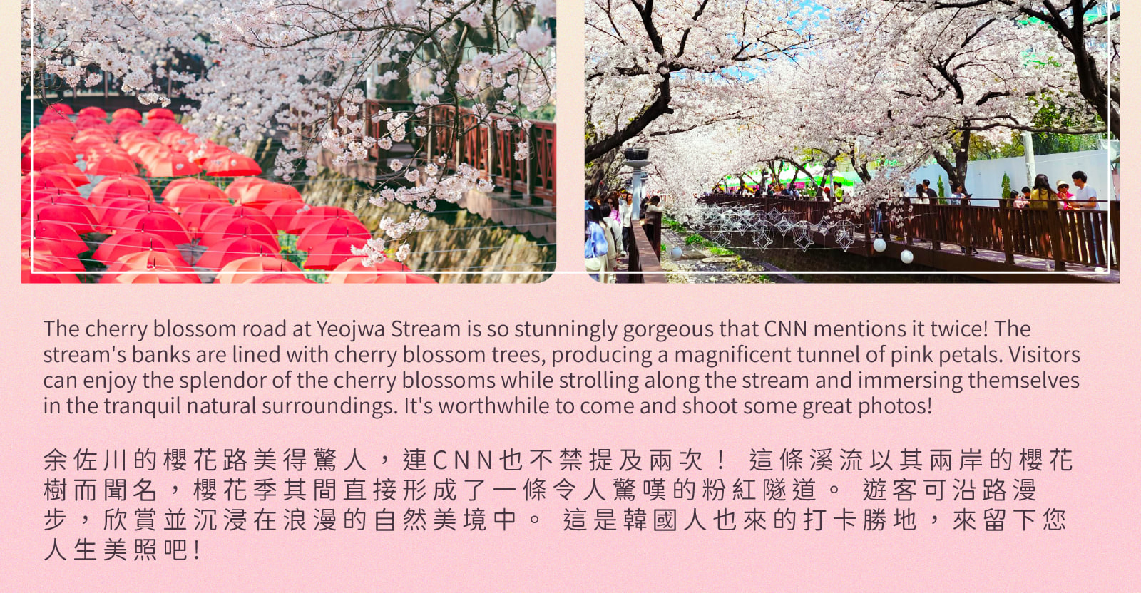 Jinhae Gunhangje Cherry Blossom Festival Day Tour from Seoul/Busan 