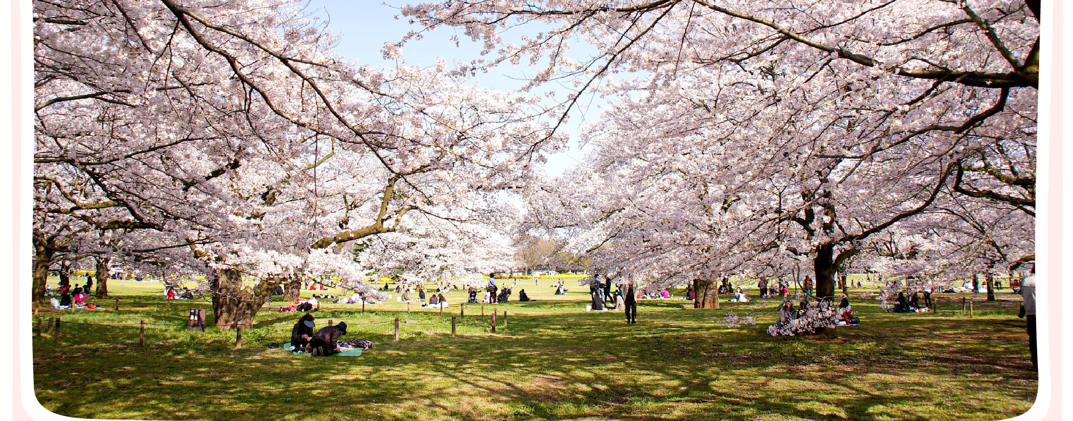 東京櫻花特輯：昭和紀念公園/六義園/飛鳥山
