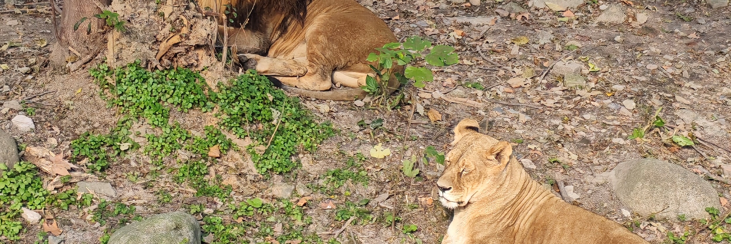 上海水鄉朱家角上海動物園大熊貓一日遊 私人導覽
