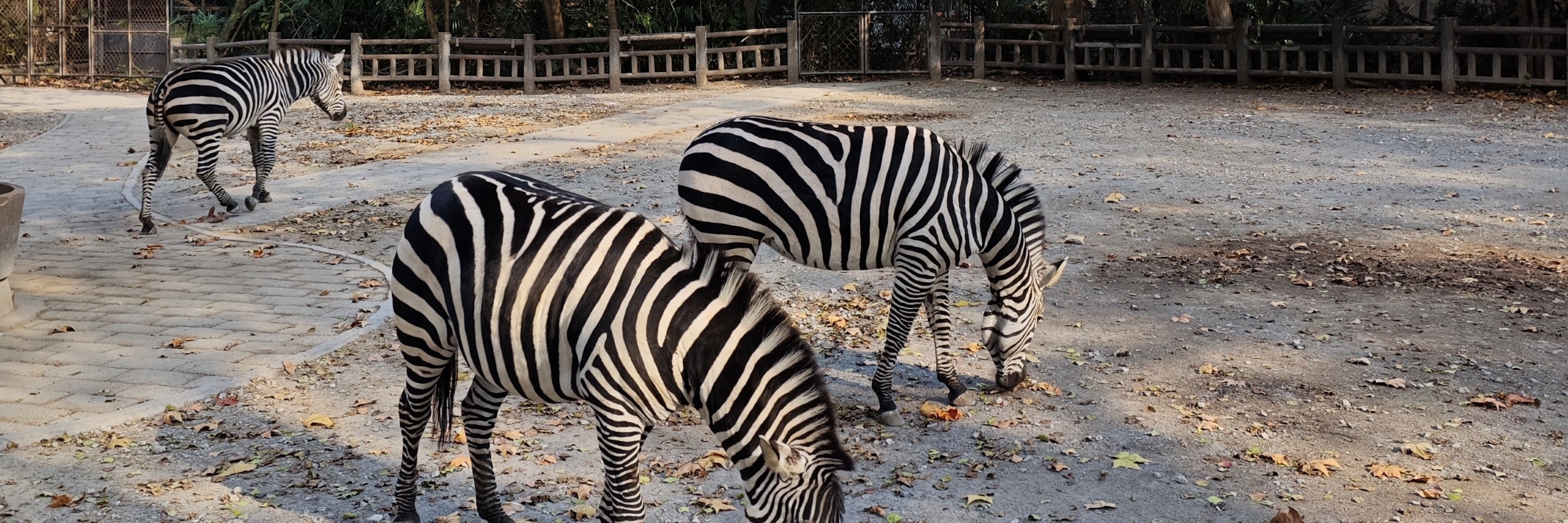 上海水鄉朱家角上海動物園大熊貓一日遊 私人導覽