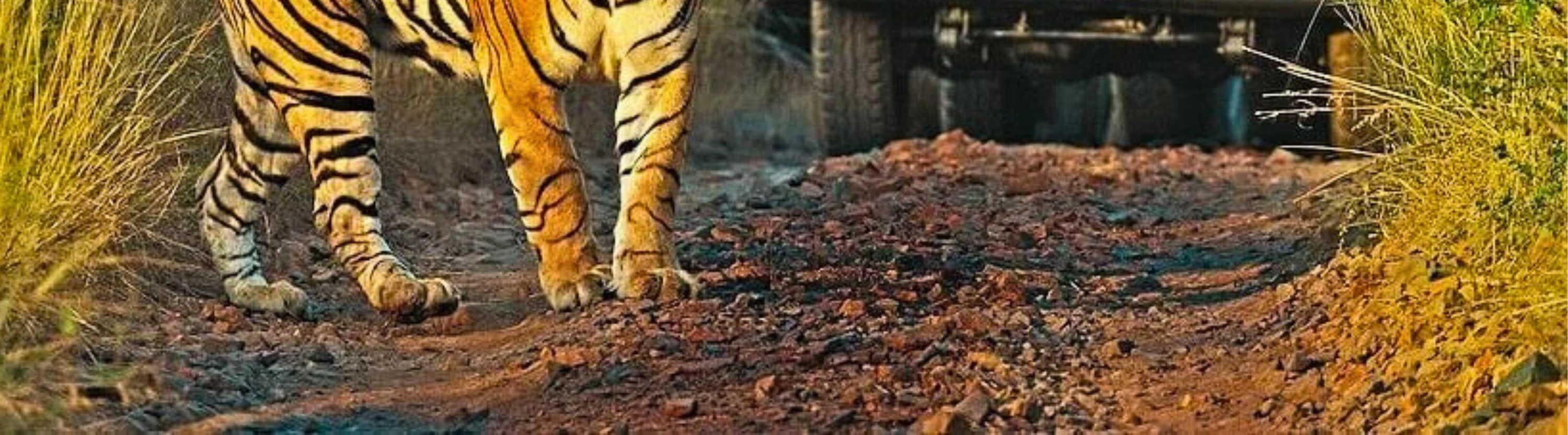 Ranthambore Safari