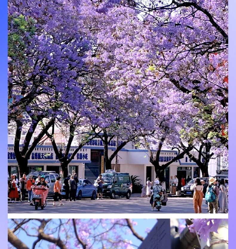 雲南昆明藍花楹與蒼洱瀘沽｜7天6晚2~7人小團（昆明+藍花楹+大理洱海+瀘沽湖+瀑布溫泉+西昌藍花楹+元謀土林）