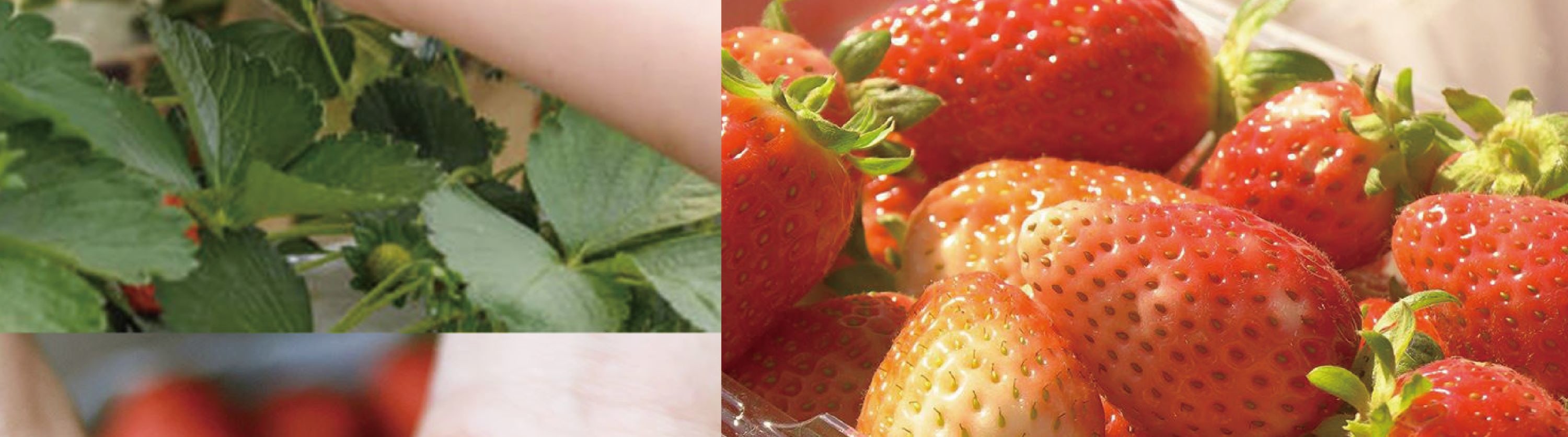 Cheongyang Ice Festival & Nami & Eobi Ice Valley & Strawberry Tour