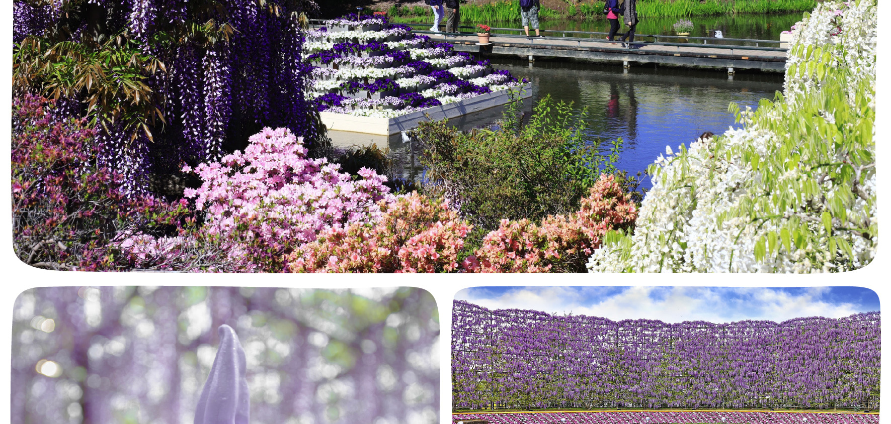 季節限定: 國營常陸海濱公園 & 足利花卉公園一日遊 (東京出發)