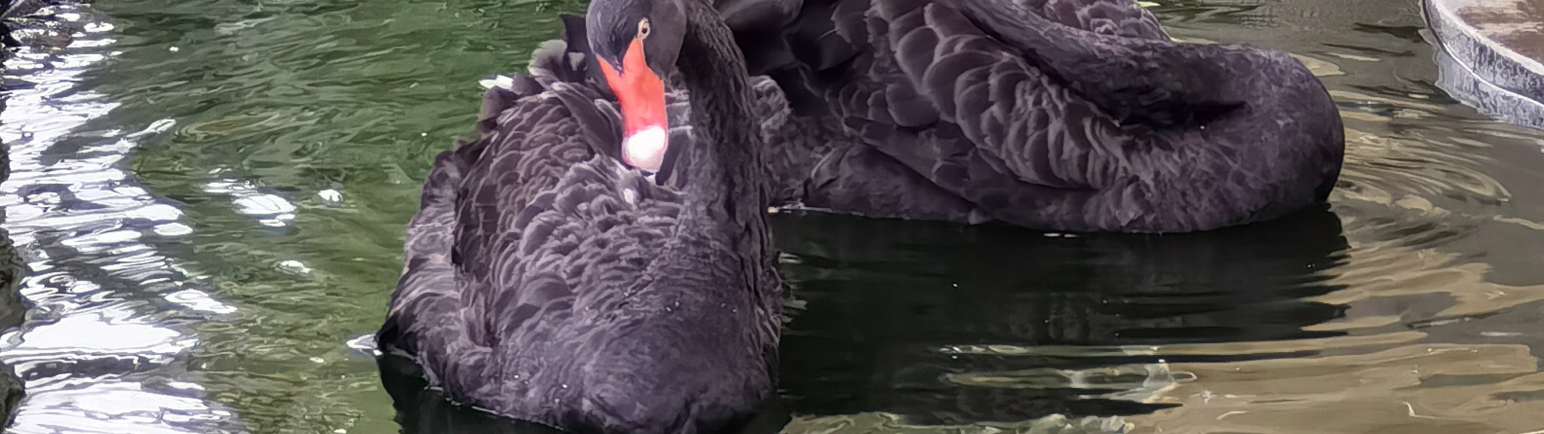 潘郎Tien Tien Farm農場 & 動物園門票