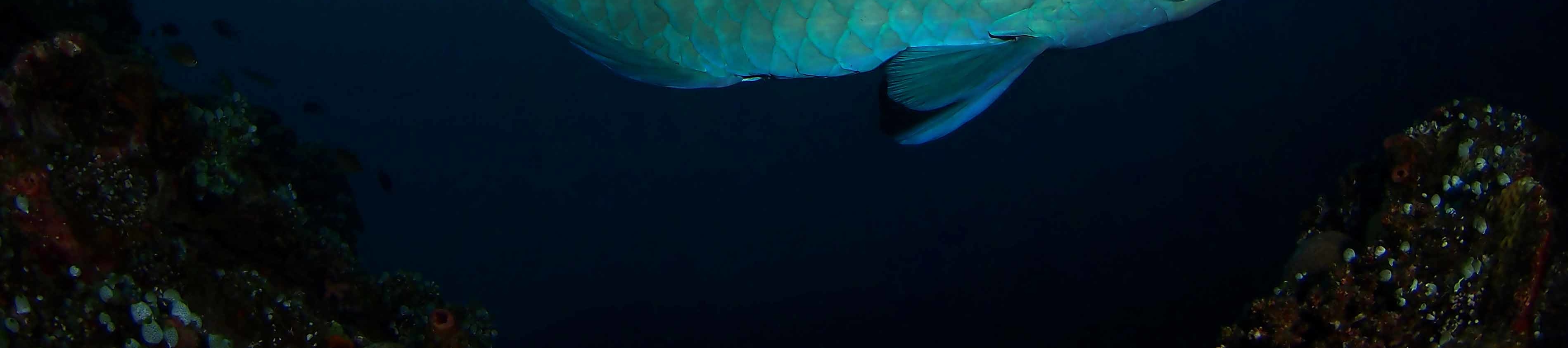 沙努爾的水上門戶：PADI 5* 潛水中心的開放水域潛水員